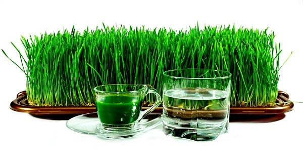 Green drink with alphalpha plant