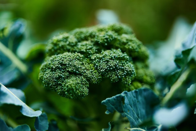 head of brocolli