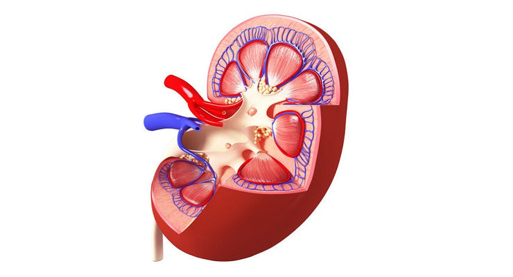 medical cross section diagram of a kidney