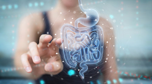 Understanding Gut Health: Probiotics and Prebiotics Explained